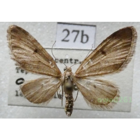 Eupithecia indigata (Hübner, 1813) Czech27b
